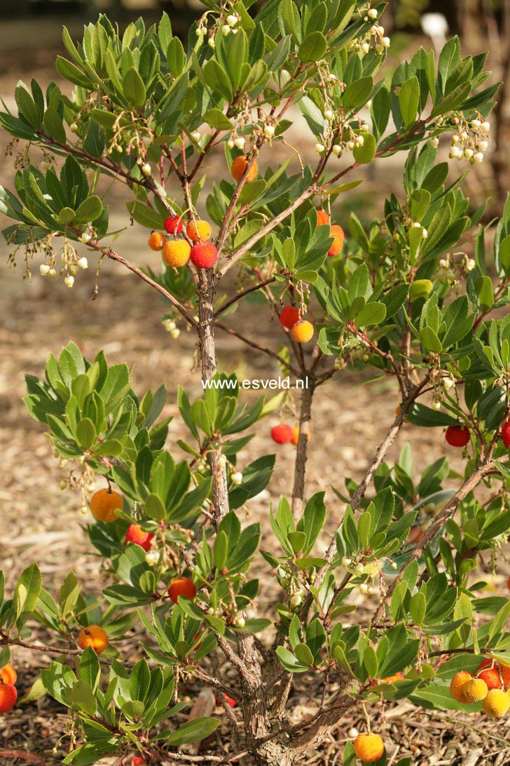 Arbutus unedo 'Compacta'