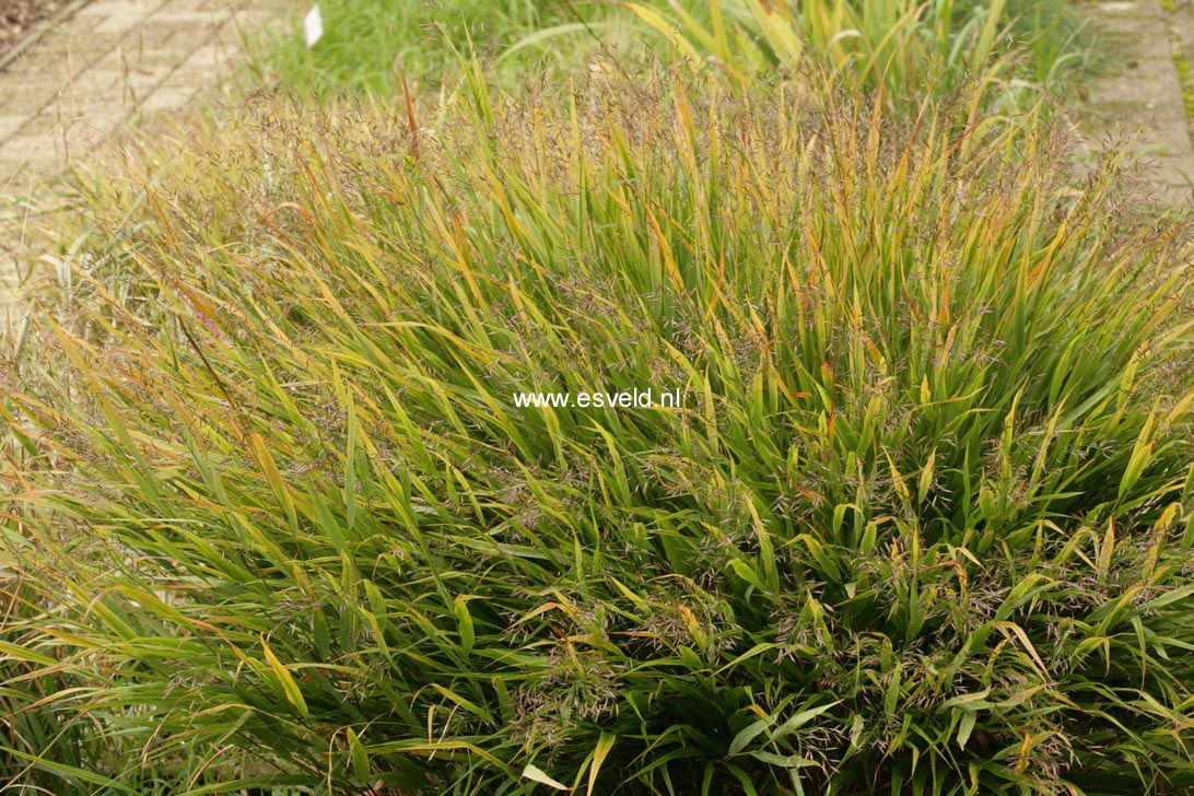 Hakonechloa macra