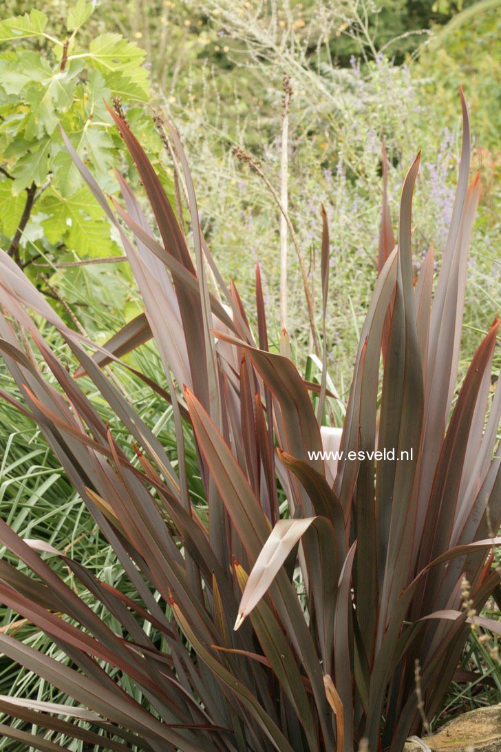 Phormium tenax