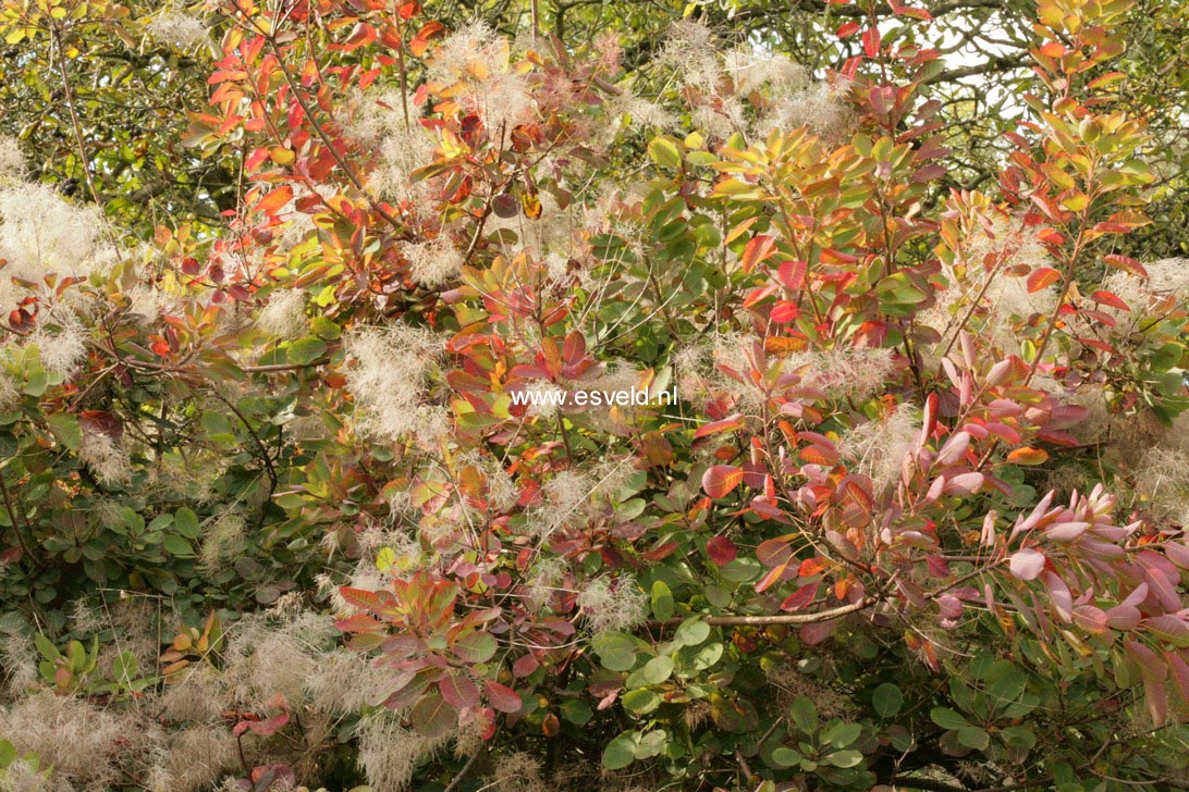 Cotinus coggygria