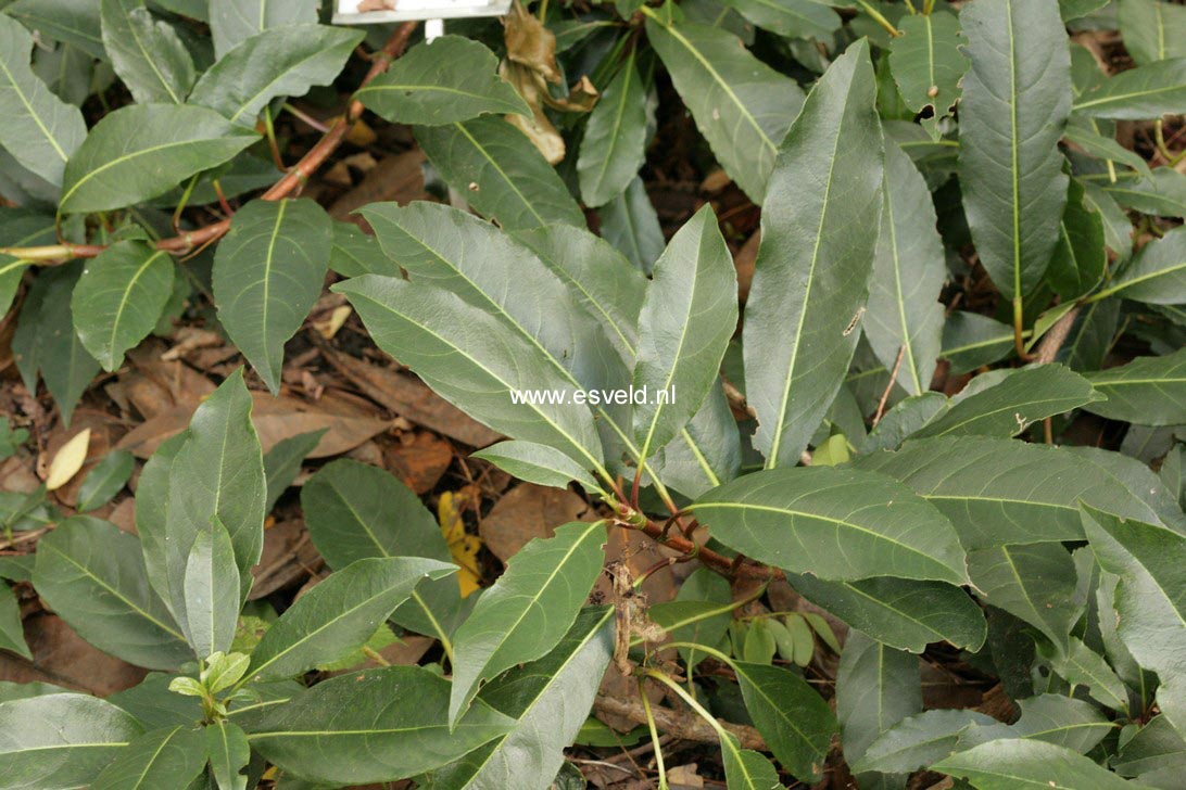 Hydrangea serratifolia