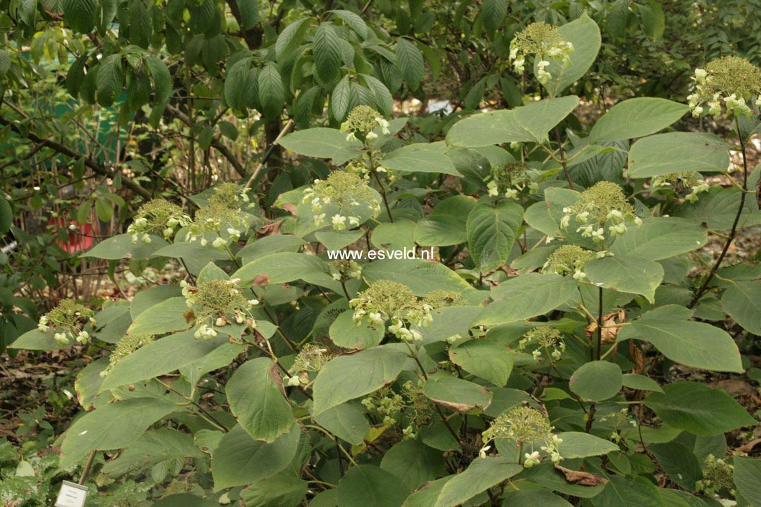 Hydrangea involucrata