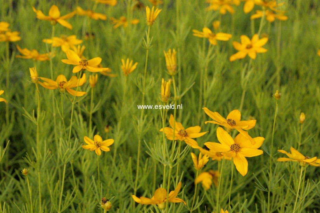 Coreopsis verticillata