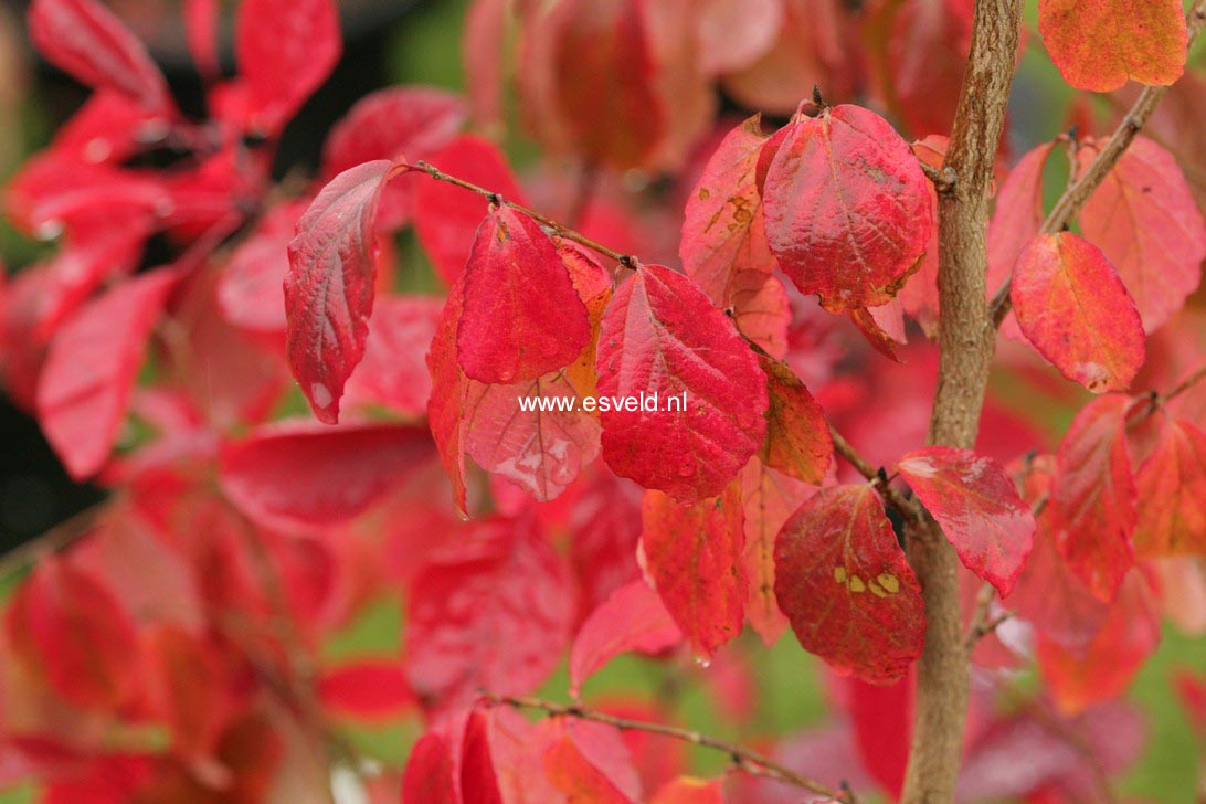 Parrotia subaequalis