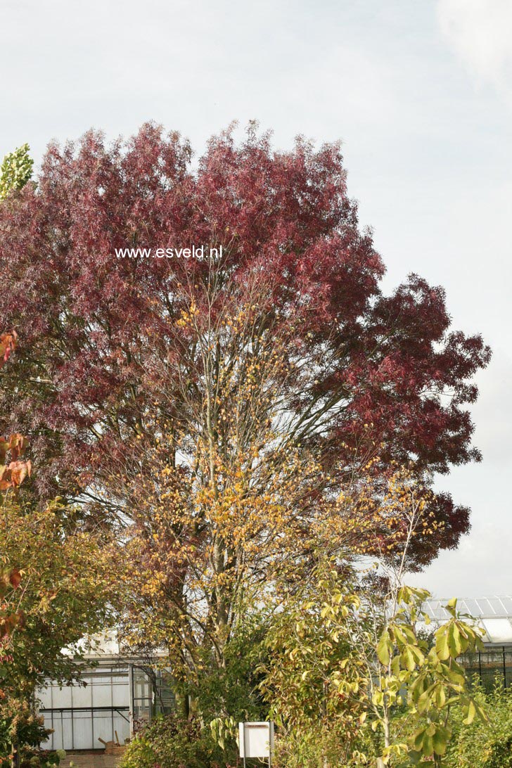 Fraxinus angustifolia