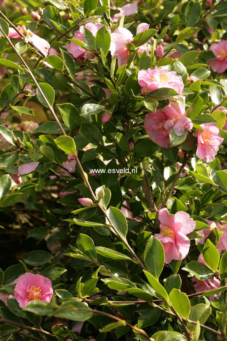 Camellia sasanqua 'Showa-no-sakae'