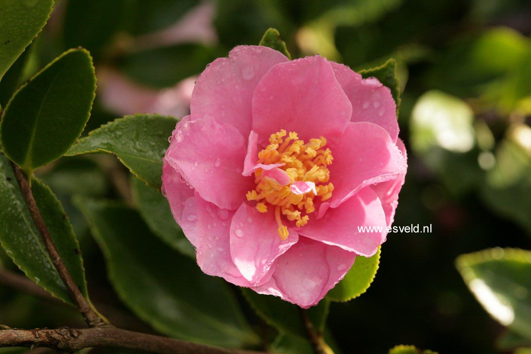 Camellia sasanqua 'Showa-no-sakae'