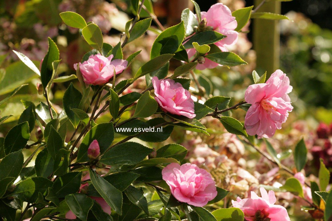 Camellia sasanqua 'Showa-no-sakae'