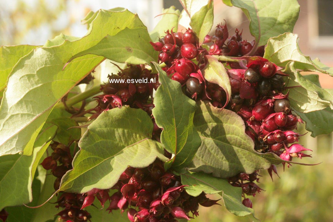 Leycesteria formosa