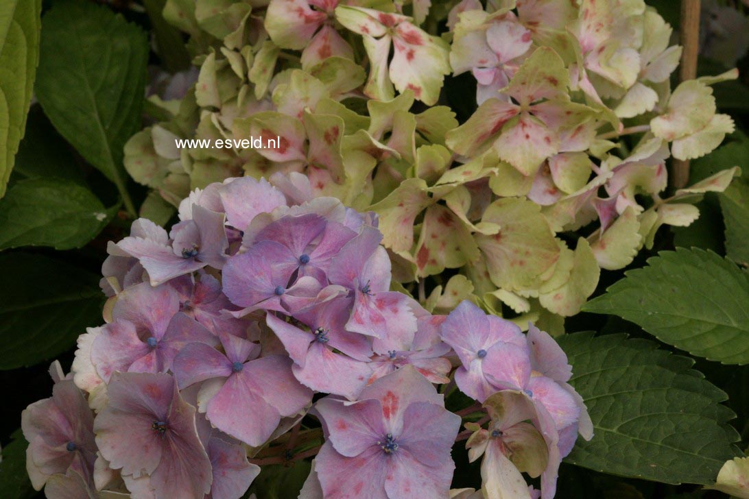 Hydrangea macrophylla 'Homigo' (HOVARIA)