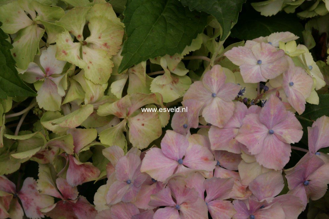 Hydrangea macrophylla 'Homigo' (HOVARIA)