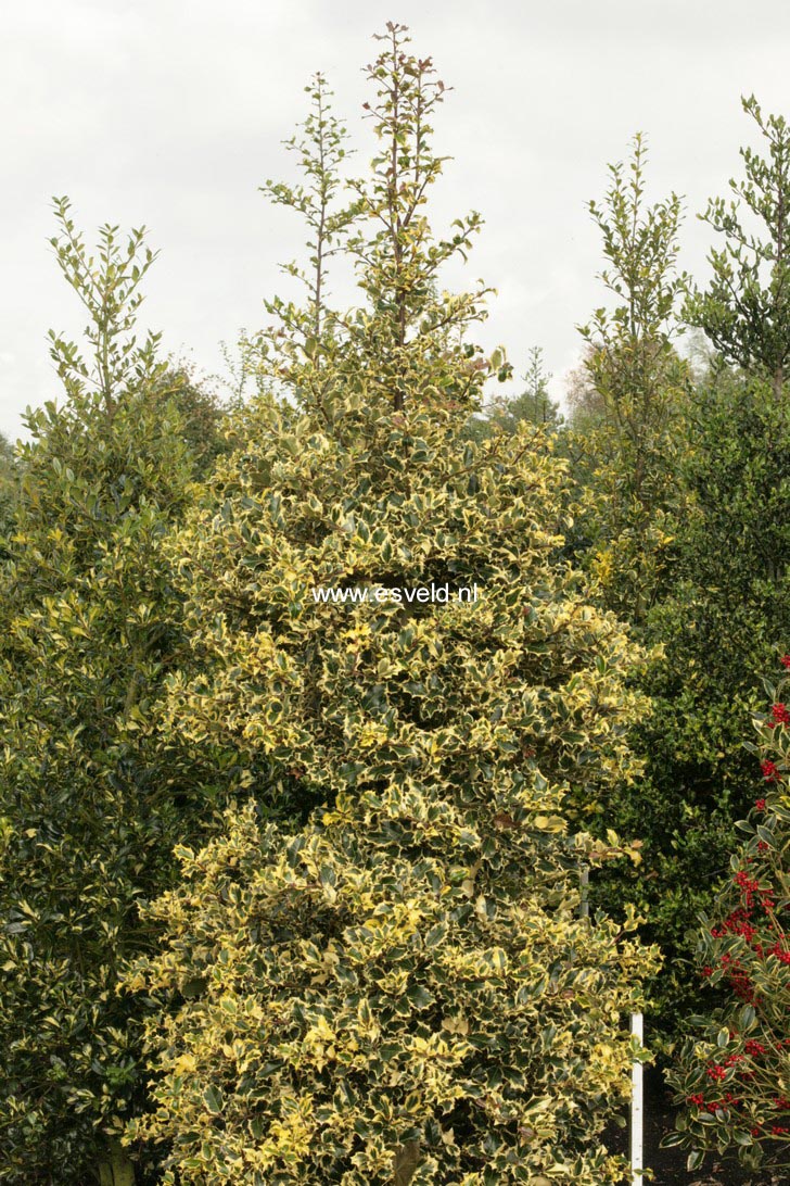 Ilex aquifolium 'Gold Flash'