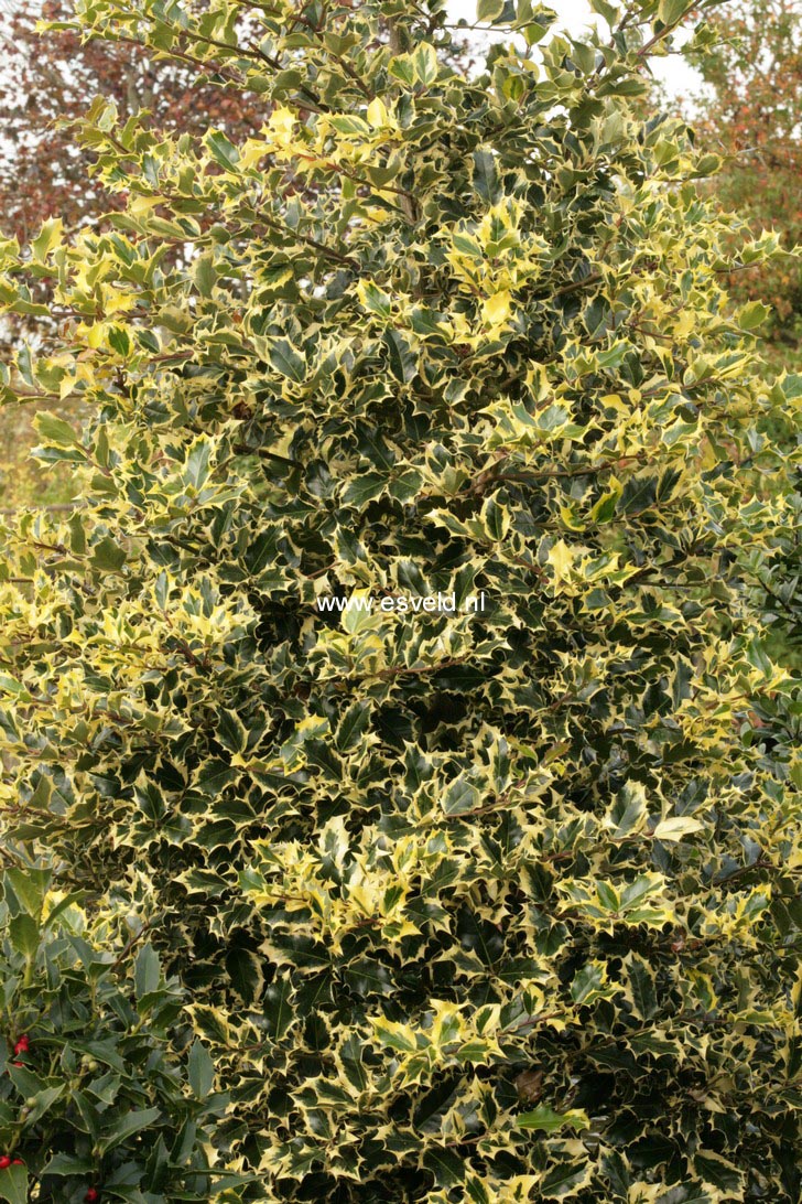 Ilex aquifolium 'Mme Briot'