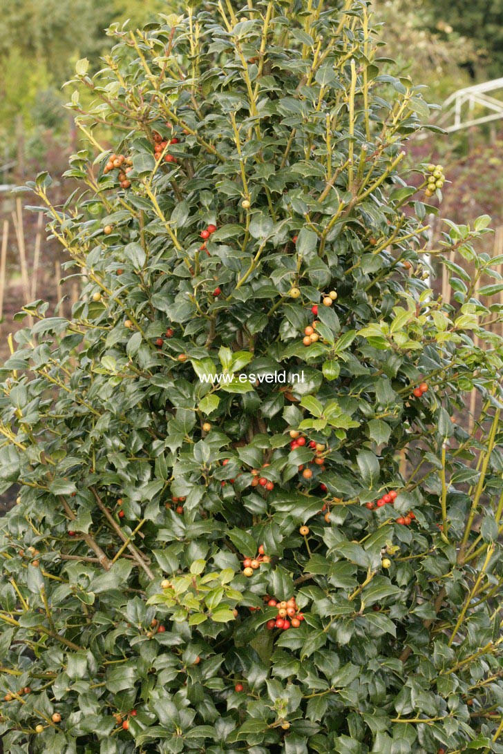 Ilex 'Dr. Kassab'