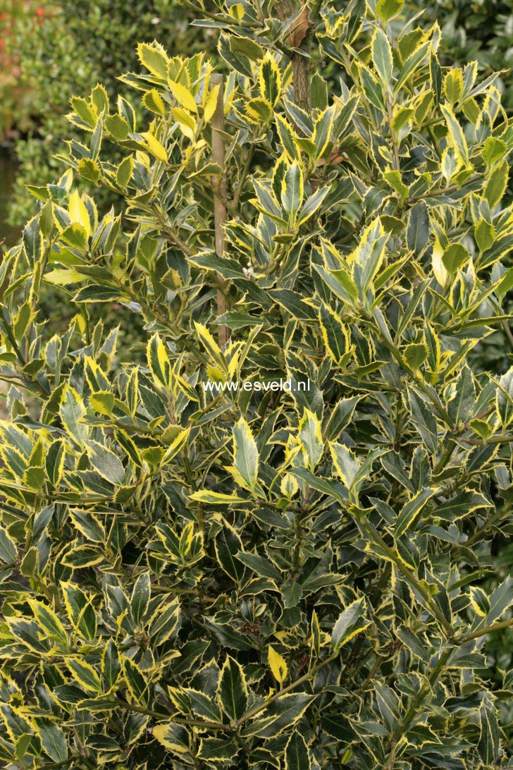 Ilex aquifolium 'Angustifolia Marginata Aurea'