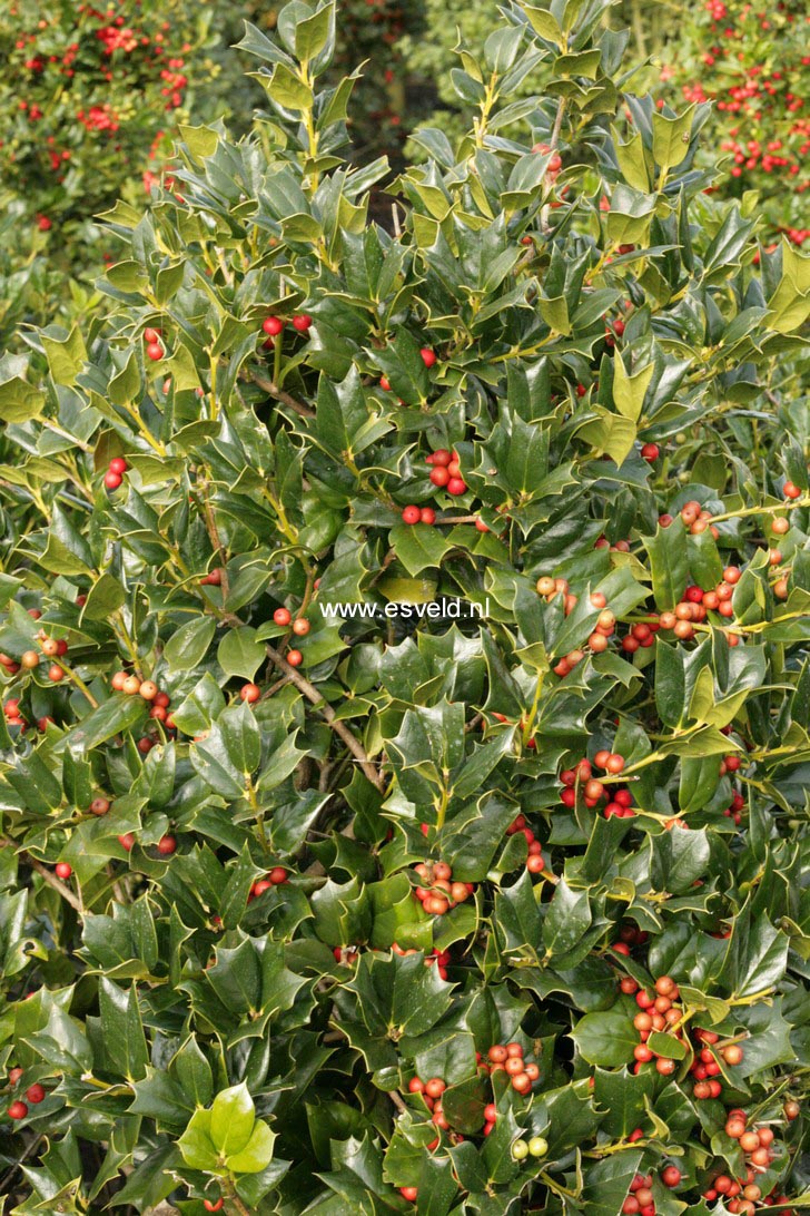 Ilex cornuta 'Ira Nelson'