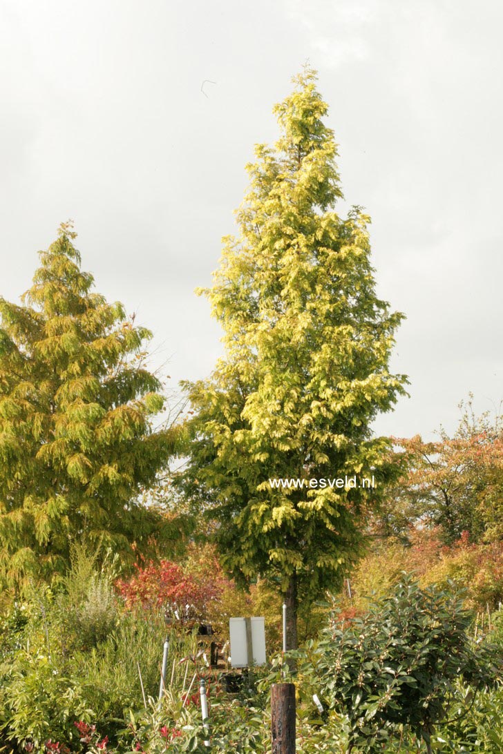 Metasequoia glyptostroboides 'Ogon' (GOLDRUSH)