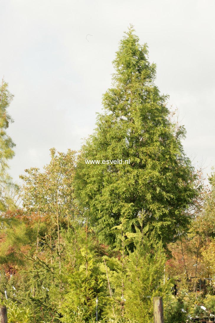 Metasequoia glyptostroboides 'Waasland'