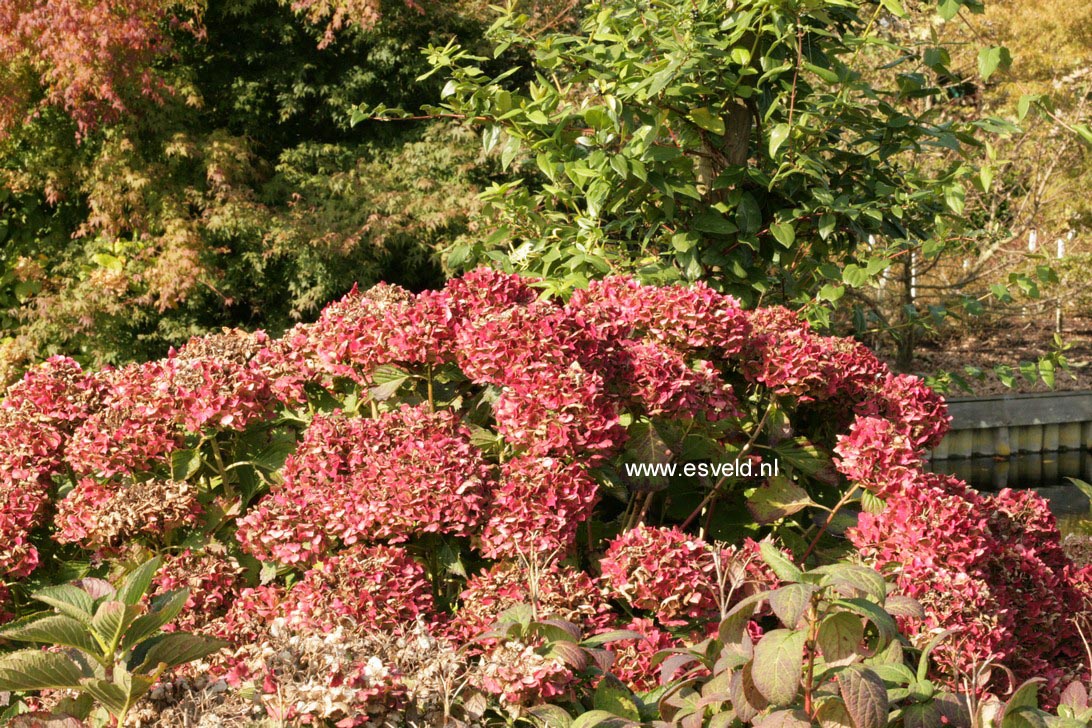 Hydrangea macrophylla 'Heinrich Seidel'