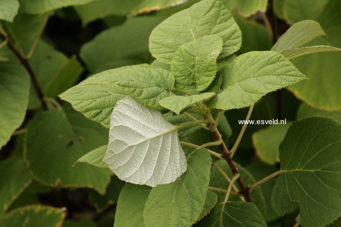 Hydrangea arborescens radiata