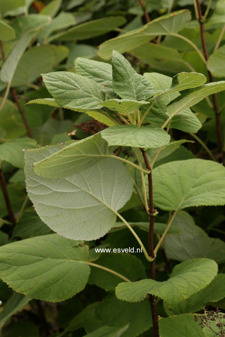 Hydrangea arborescens radiata