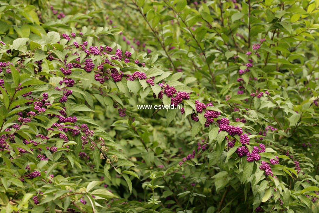 Callicarpa dichotoma 'Issai'