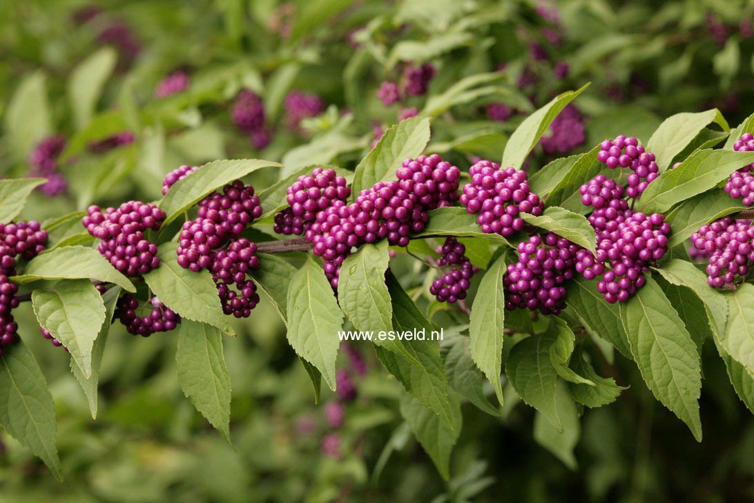 Callicarpa dichotoma 'Issai'