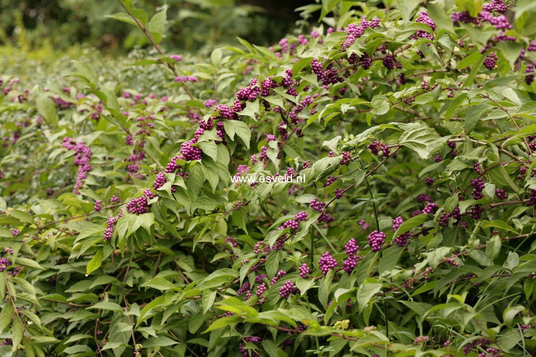 Callicarpa dichotoma 'Issai'