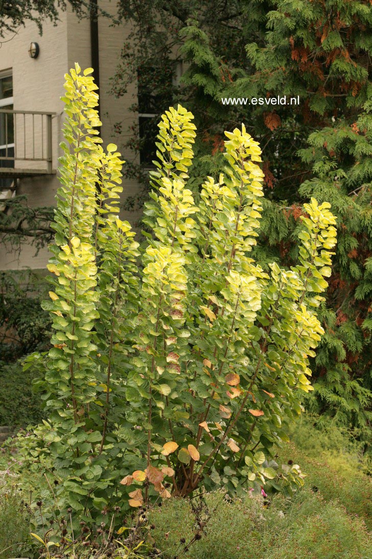 Cotinus coggygria 'Ancot' (GOLDEN SPIRIT)