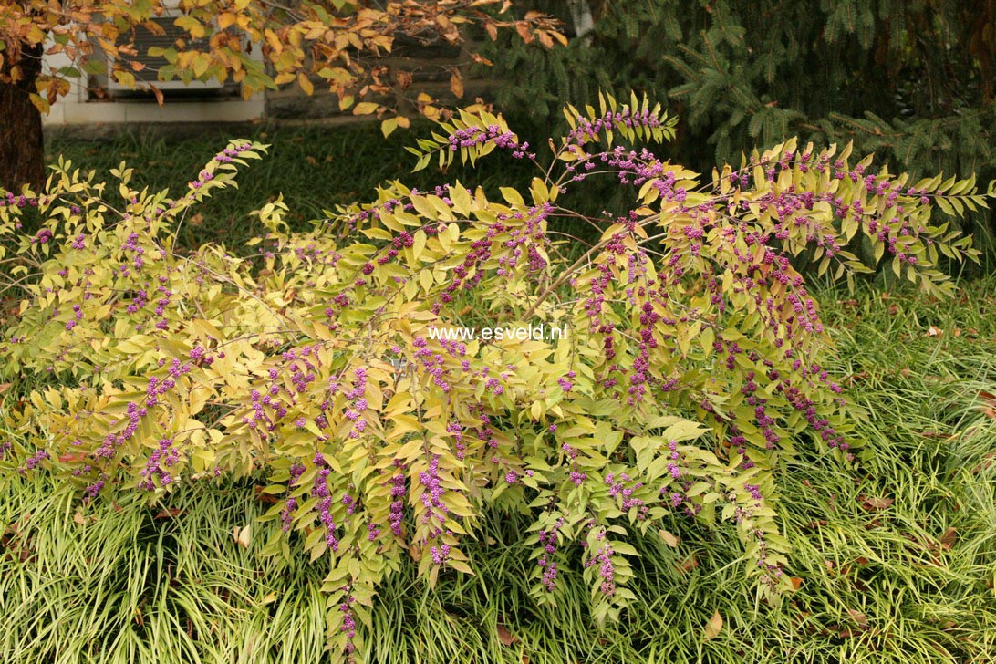 Callicarpa dichotoma 'Issai'