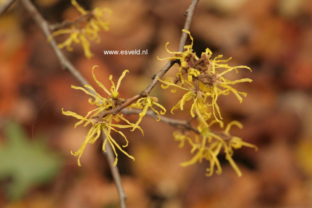 Hamamelis virginiana