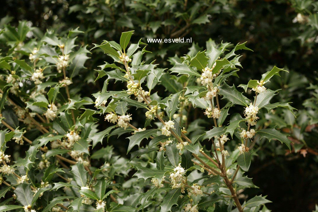 Osmanthus heterophyllus 'Gulftide'