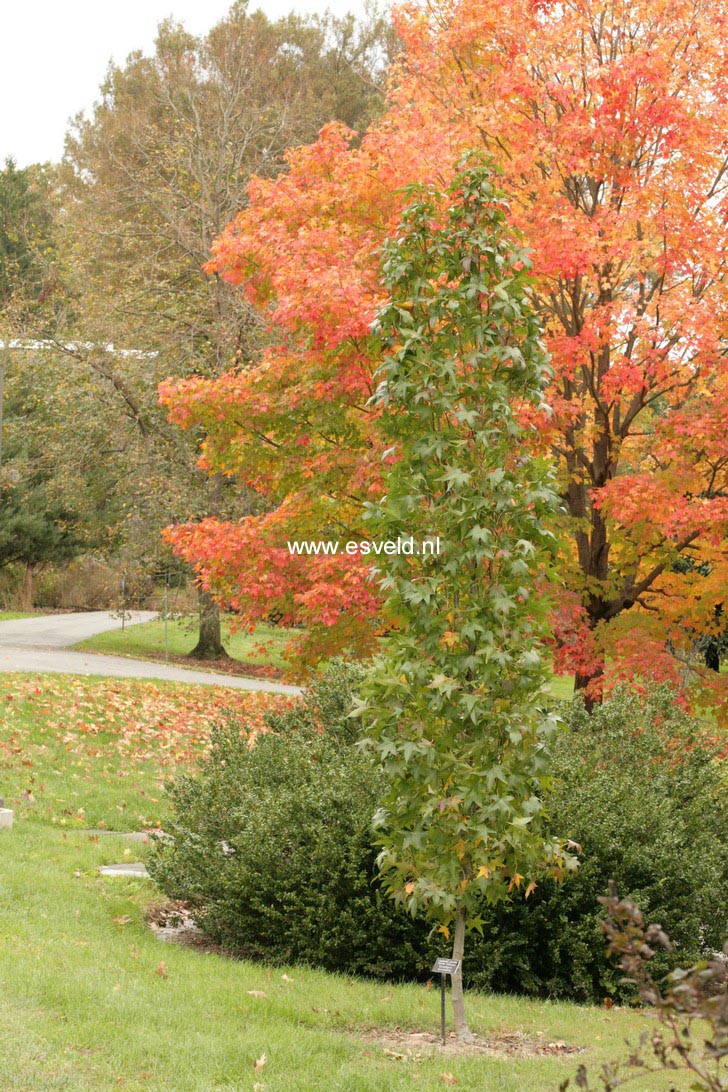 Liquidambar styraciflua 'Slender Silhouet'