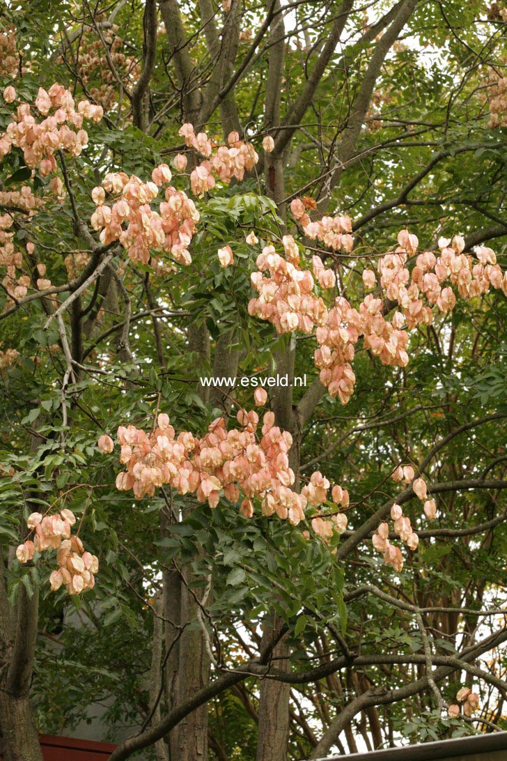 Koelreuteria paniculata