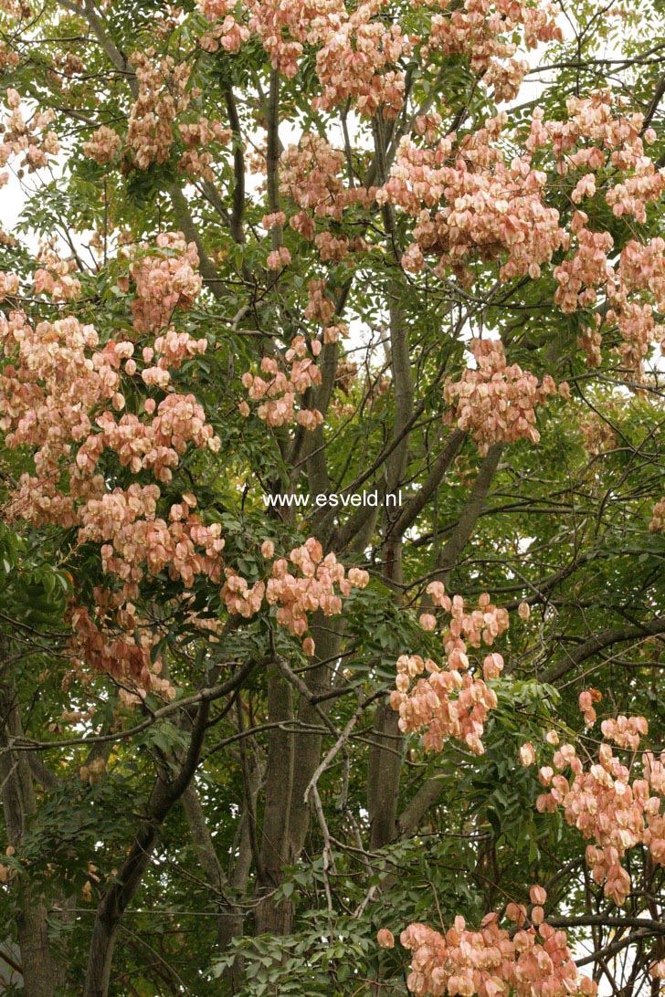 Koelreuteria paniculata