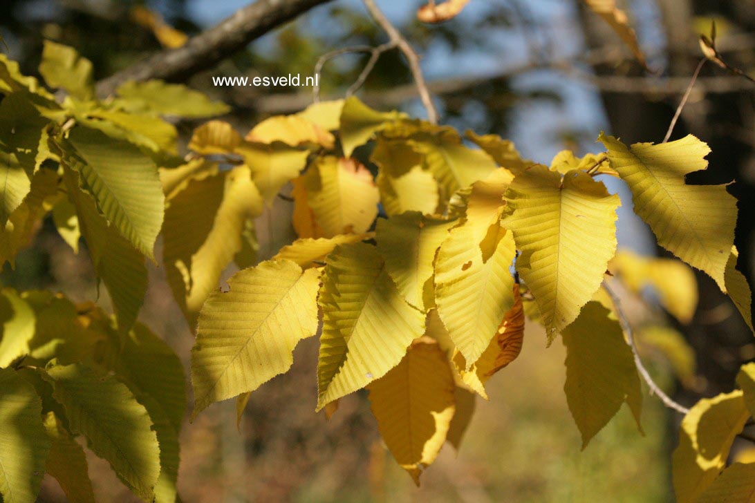 Carpinus cordata