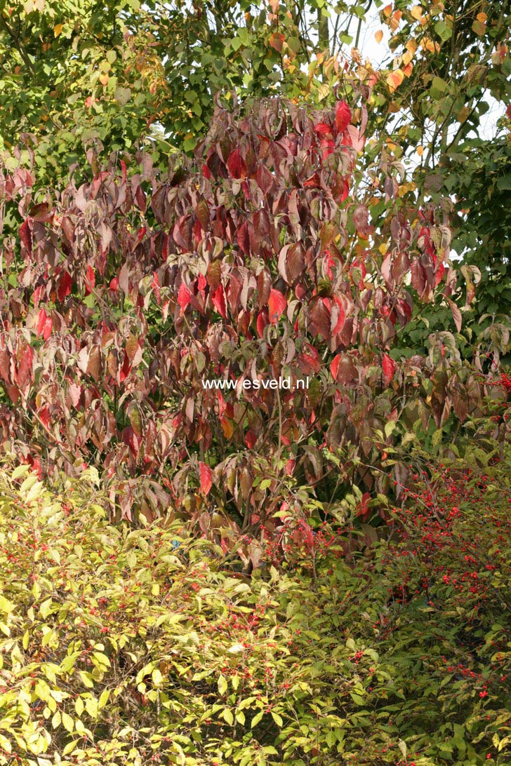 Cornus florida