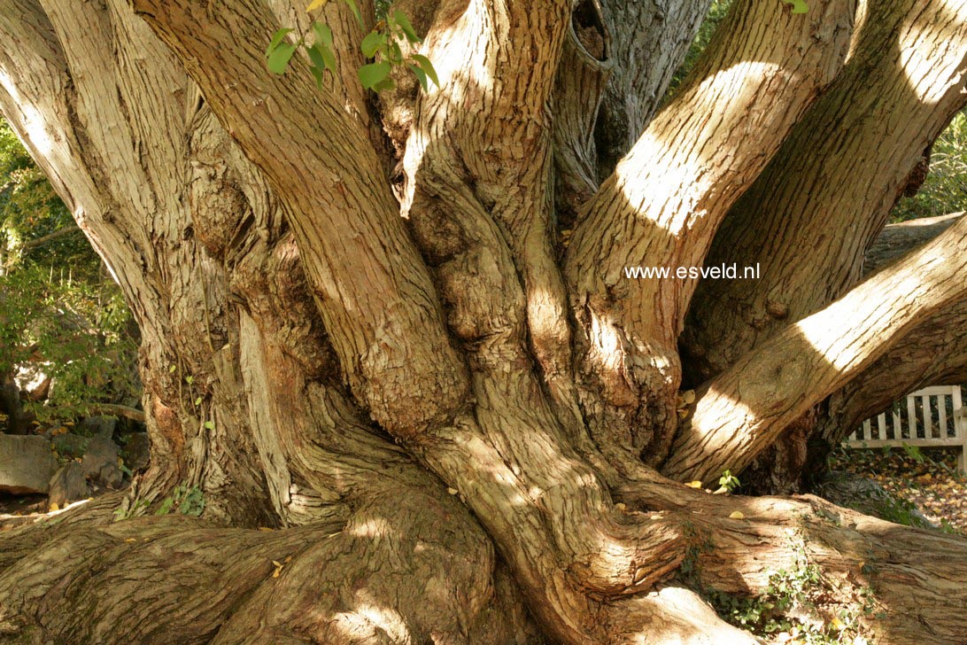 Cercidiphyllum japonicum