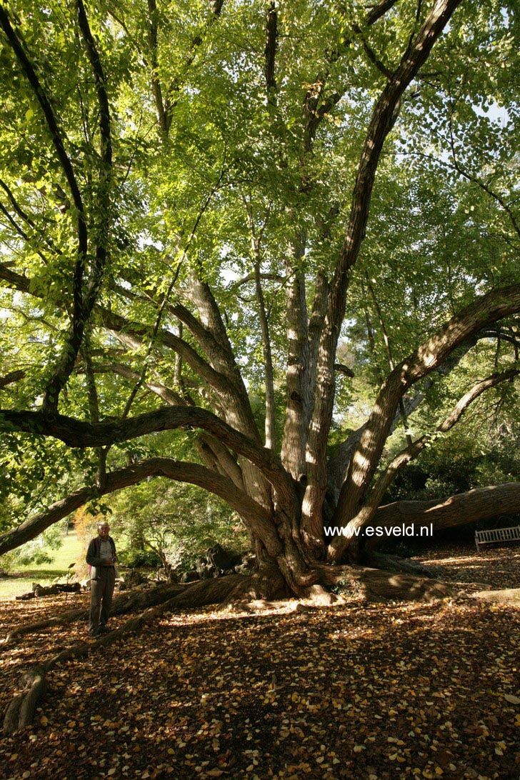 Cercidiphyllum japonicum