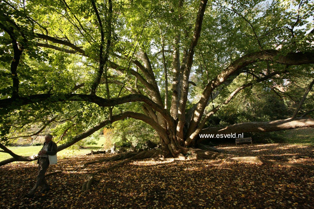 Cercidiphyllum japonicum