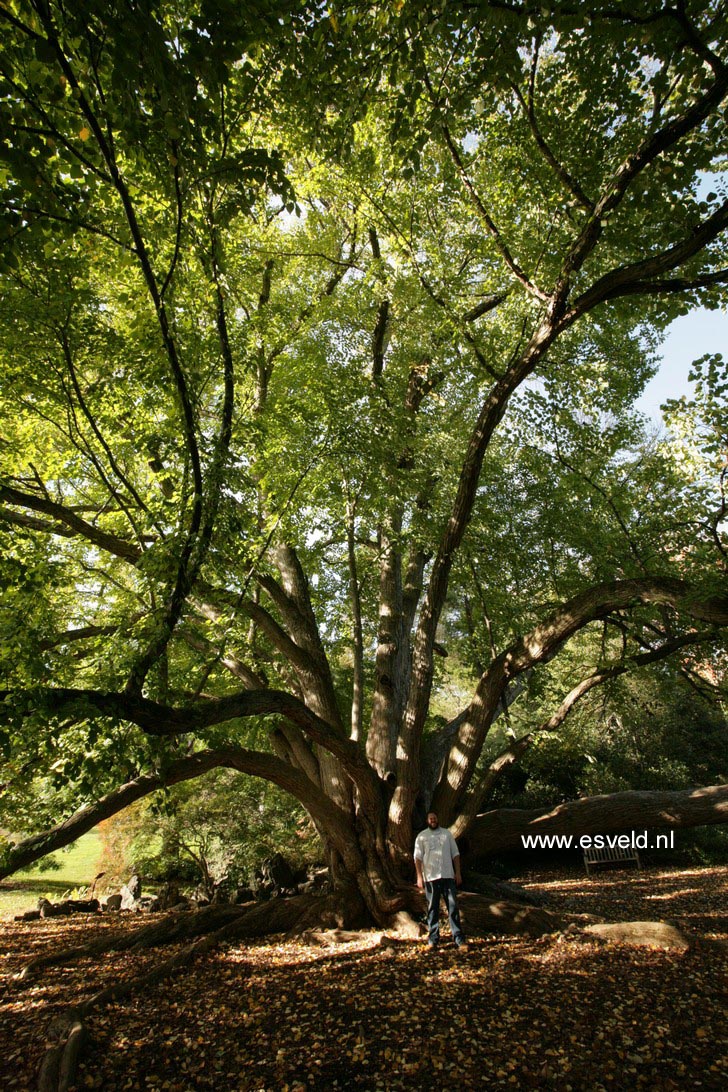 Cercidiphyllum japonicum