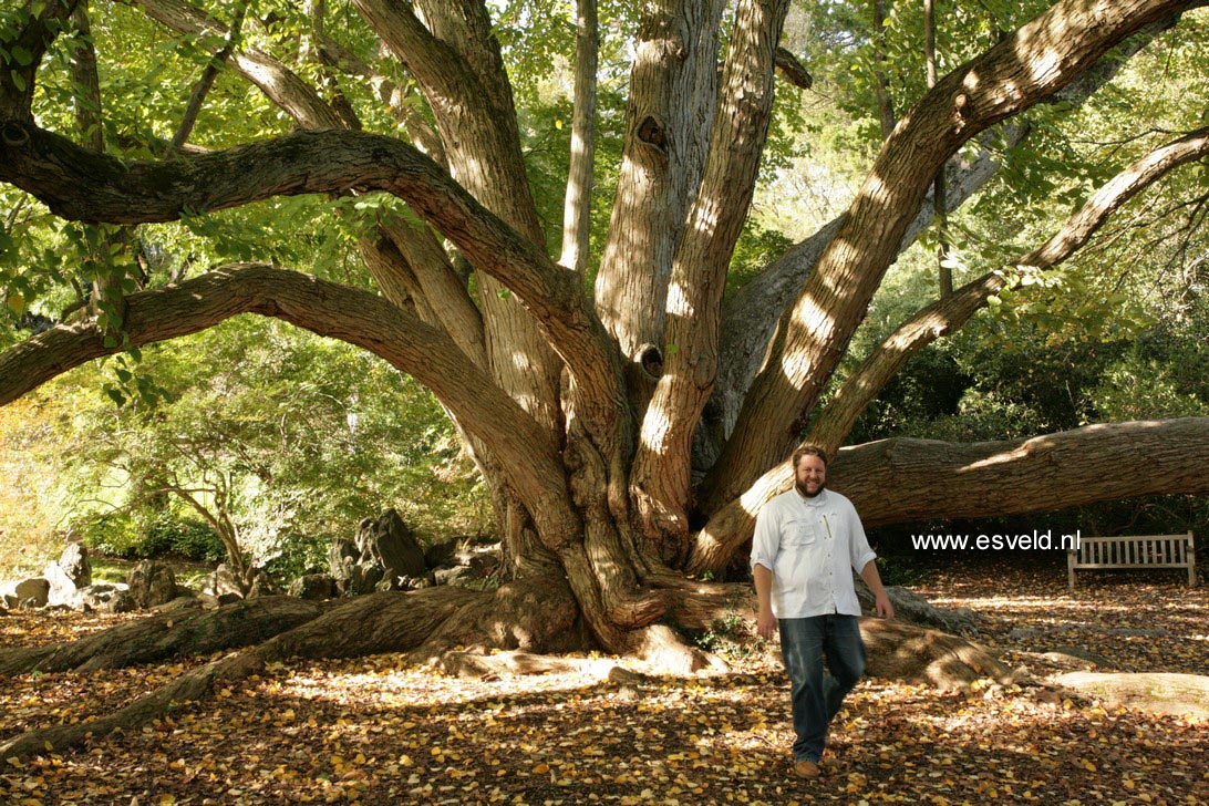 Cercidiphyllum japonicum