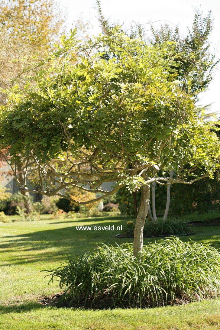 Wisteria floribunda