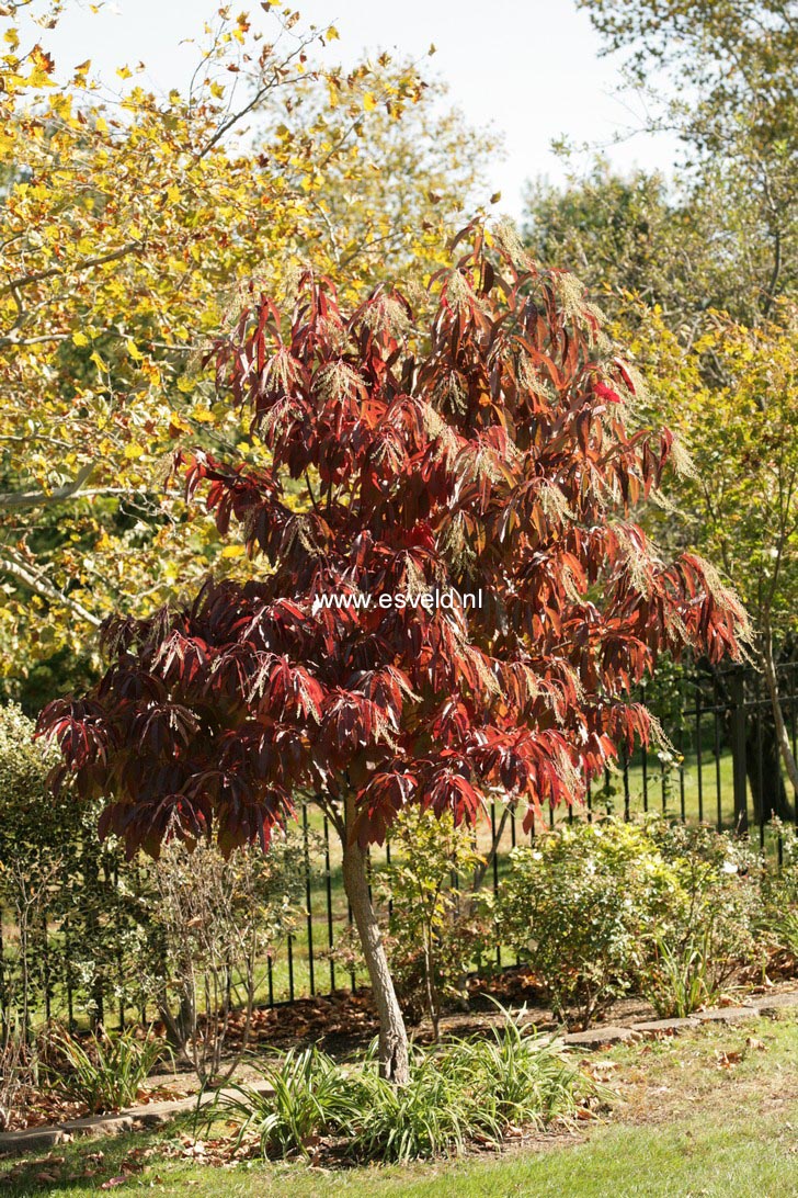 Oxydendrum arboreum