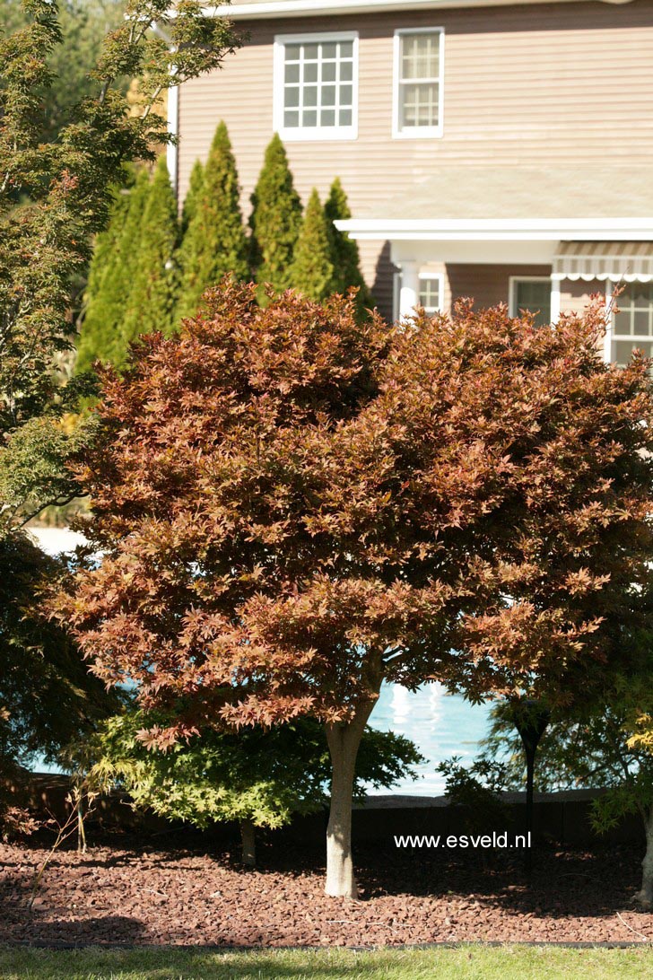 Acer palmatum 'Skeeter's Broom'