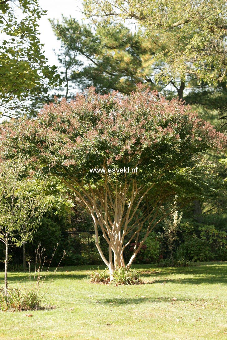 Lagerstroemia indica