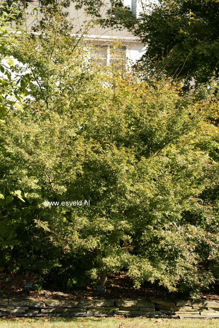 Acer palmatum 'Krazy Krinkle'