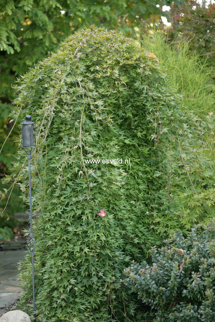 Acer palmatum 'Ryugu'