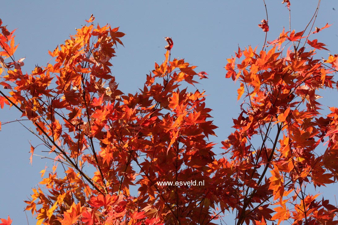 Acer palmatum 'Novum'