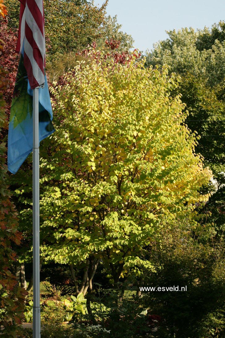 Cercidiphyllum japonicum 'Heronswood Globe'